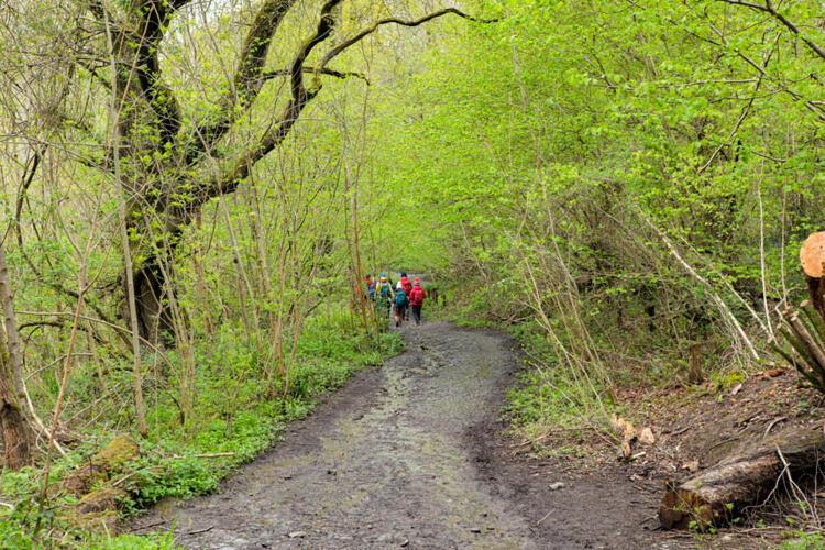 Little Hollows Glamping *